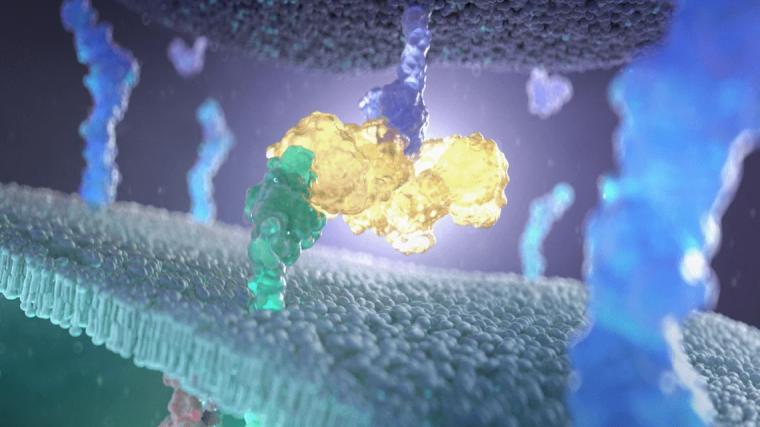 The interaction of an antibody (yellow), with both a T cell immune receptor (green, bottom cell) and an Fc receptor (purple) present on an adjacent cell (top), leads to the exclusion of large phosphatases (blue), from the contact. The exclusion of the phosphatases, which would normally reduce the activity of tyrosine kinases (red) in the contact, instead enhances downstream signalling.