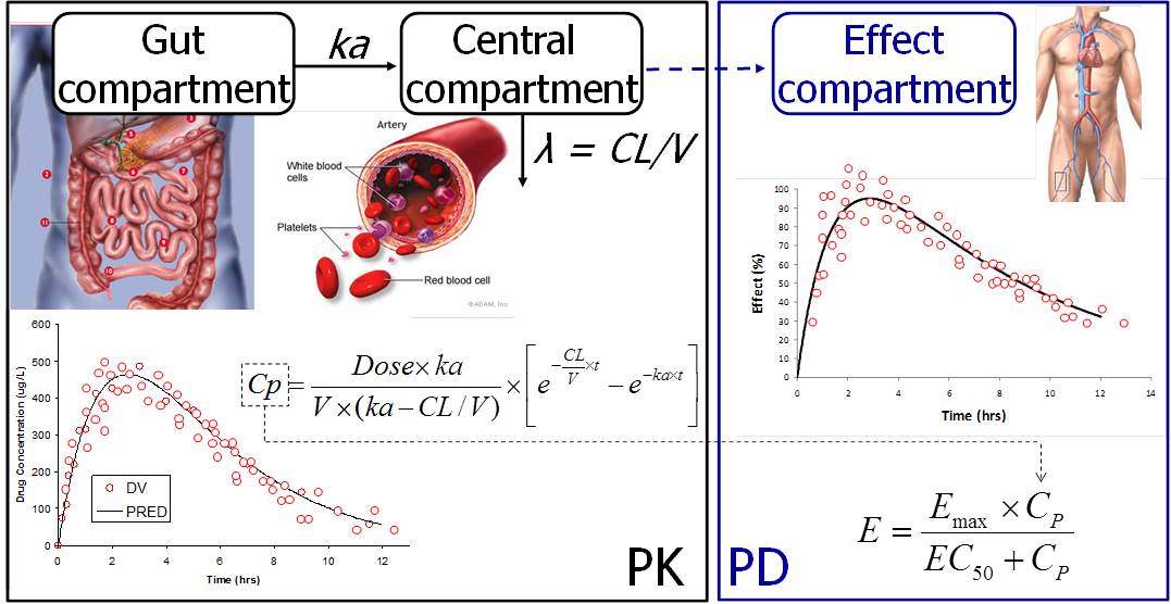 Illustration of pharmacokinetic (PK) and pharmacodynamic (PD) modelling